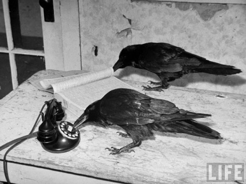 cosmosonic: A raven typing his own name of on the typewriter, 1939