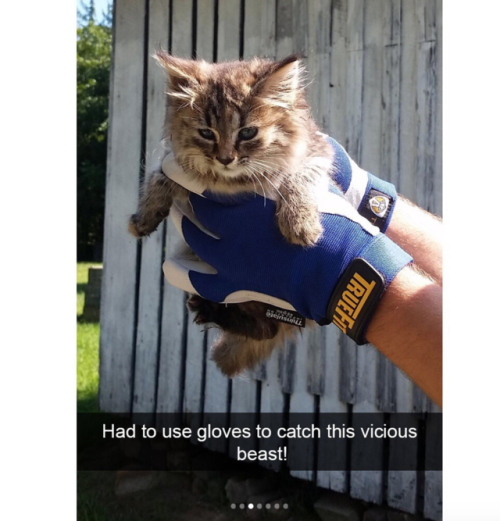 babyanimalgifs:Cat snaps