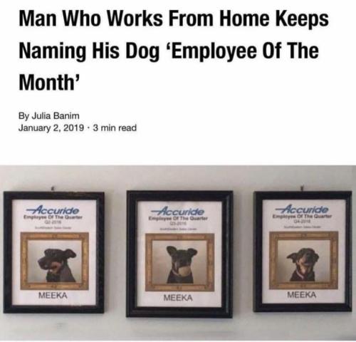 growlmoan:  30-minute-memes:  Best friend is the Best Employee!   Well Hot Dawg! I love this So Hard! 