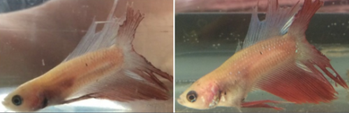This Is Literally No Way To Treat Any Animal, And Its Completely Avoidable.