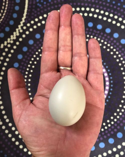 Our new clever chicken laid a tiny perfect blue green egg  #chickensofinstagram #aracelaameraucana P