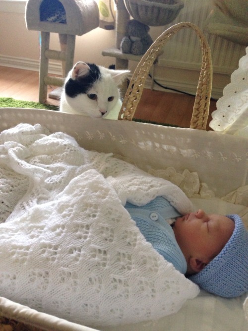 awwww-cute:  Cat is meeting with the son first time (Source: http://ift.tt/1hZFJb5)