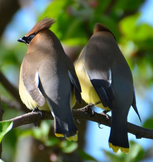 fat-birds:Cedar waxwing, Bombycilla cedrorum by Diane Seguin on Flickr.