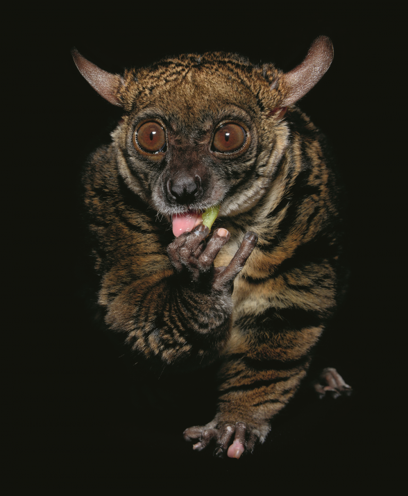 Sixpenceee — Here are some nocturnal animals: SMALL EARED...