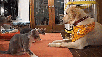 thenatsdorf:Kittens meet a dog for the first time. [full video]