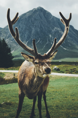 tulipnight:  King by Daniel Casson 