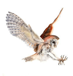 eatsleepdraw:  Watercolor illustration of a Barn Owl and its skeleton by artist Jota Lara.