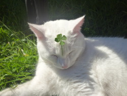 buckobarns:  This is the lucky clover cat.