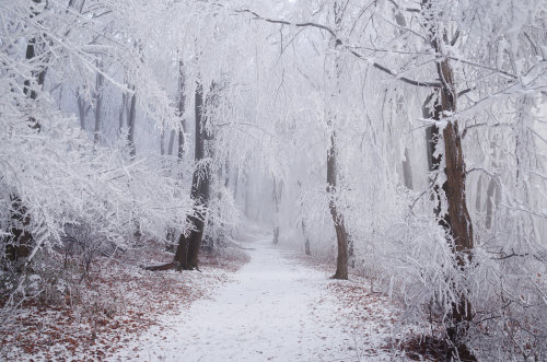 magic-spelldust:Winter Wonderland III. by realityDream