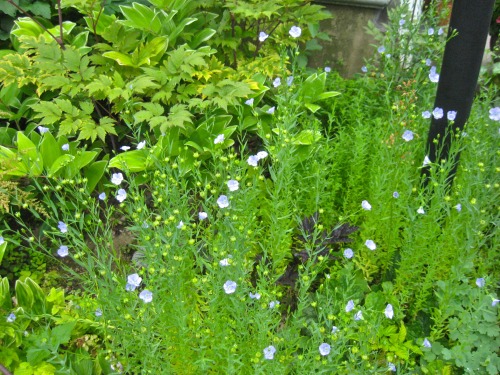 A flax patch in the garden.