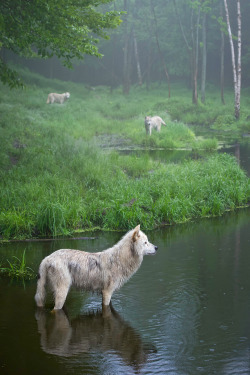 wonderous-world:  Three Weary Wolves by Daniel Parent 