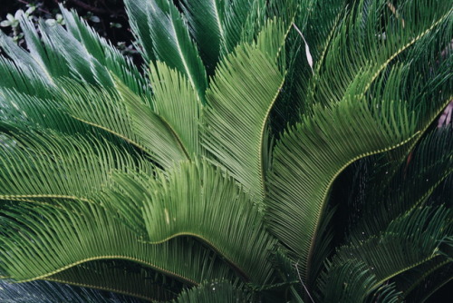 venus-garden: cycadophyta or sago palm