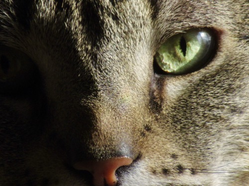 ohnopicturesofanothercat:His eyes are so beautiful.