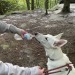 It was a beautiful summer evening for a date night hike with my girls, Astrid had