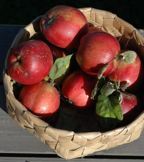 biodiverseed: Malus domestica cv. ‘Skovfoged’This is a well-known Danish cultivar from t
