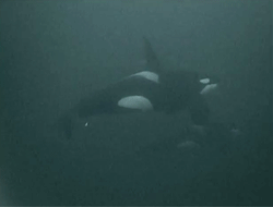 scottish-orca:  North Sea Orca   ❤❤❤❤❤❤