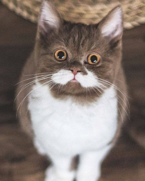 atraversso:Absolutely adorableby gringomoustachecat