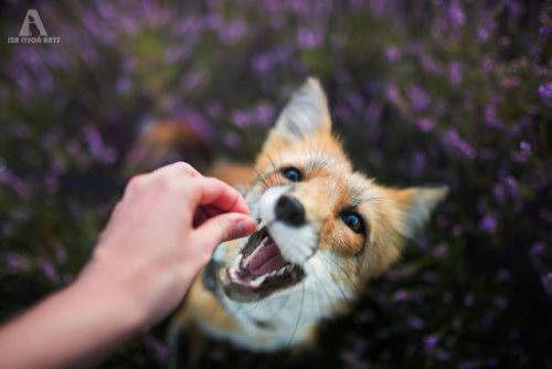 mymodernmet: Photographer Captures the Enchanting Spirit of a Photogenic Fox in the Woods