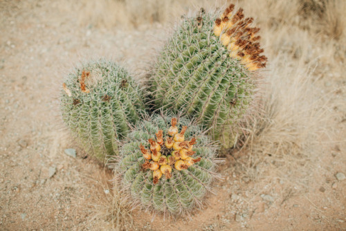 julianajohnsonphoto: Saguaro National Park Eastern DistrictTucson, ArizonaDecember 2017instagram: @j