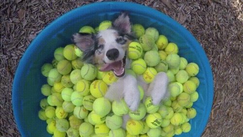 awwww-cute:  Chillin (Source: http://ift.tt/2effYpV) 