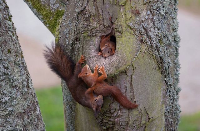 #Eichhörnchen#Squirrel#Animals#Wild Life#Nature #Wild Life Germany #🌿🐿️🌿