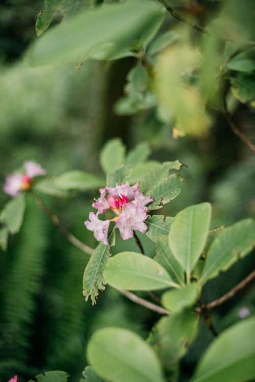 Pacific Rhododendron