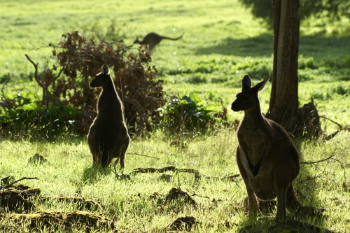 kangaroos in a sunlit meadow