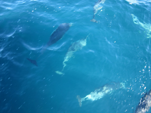 My wife and I went whale watching yesterday to celebrate our wedding anniversary and we encountered a huge school of about 700 dolphins. It was absolutely amazing, they surrounded the boat and were super playful and everything. The youngest ones didn’t