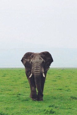 wolverxne:  Elephant Bull | by: { lulu48 } 