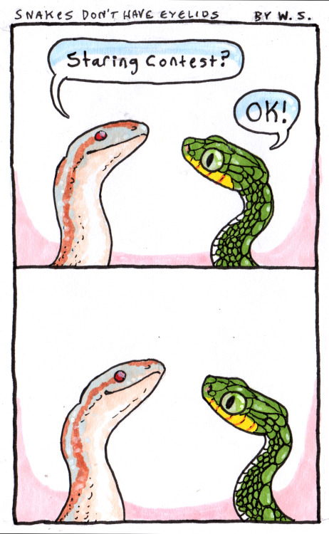 rosy boa