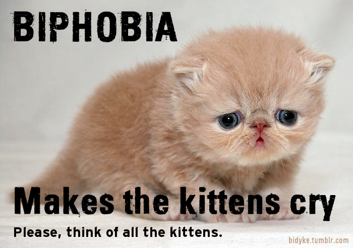 bidyke:  [Image: a picture of a ginger Persian kitten with a sad look on their face.