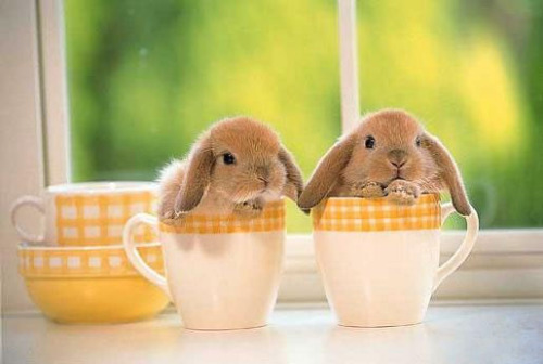 littlemissmutant: It is now 8 AM on Friday, September 13th, 2013.The cup bunnies say good morning.