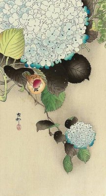 huariqueje:    Sparrow on Hydrangea   -     Ohara Shōson Koson Japanese,  1877 1945  Woodblock print 