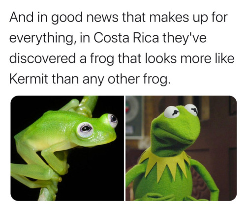 sweetlittleme:  blessedimagesblog: Important Frog news!!   Just smile.   Lol 