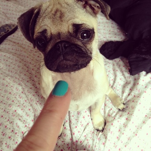 girlsgotafacelikemurder:  She just bought her poo up from the garden in her mouth and ate it. 