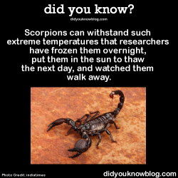 did-you-kno:  Scorpions can withstand such