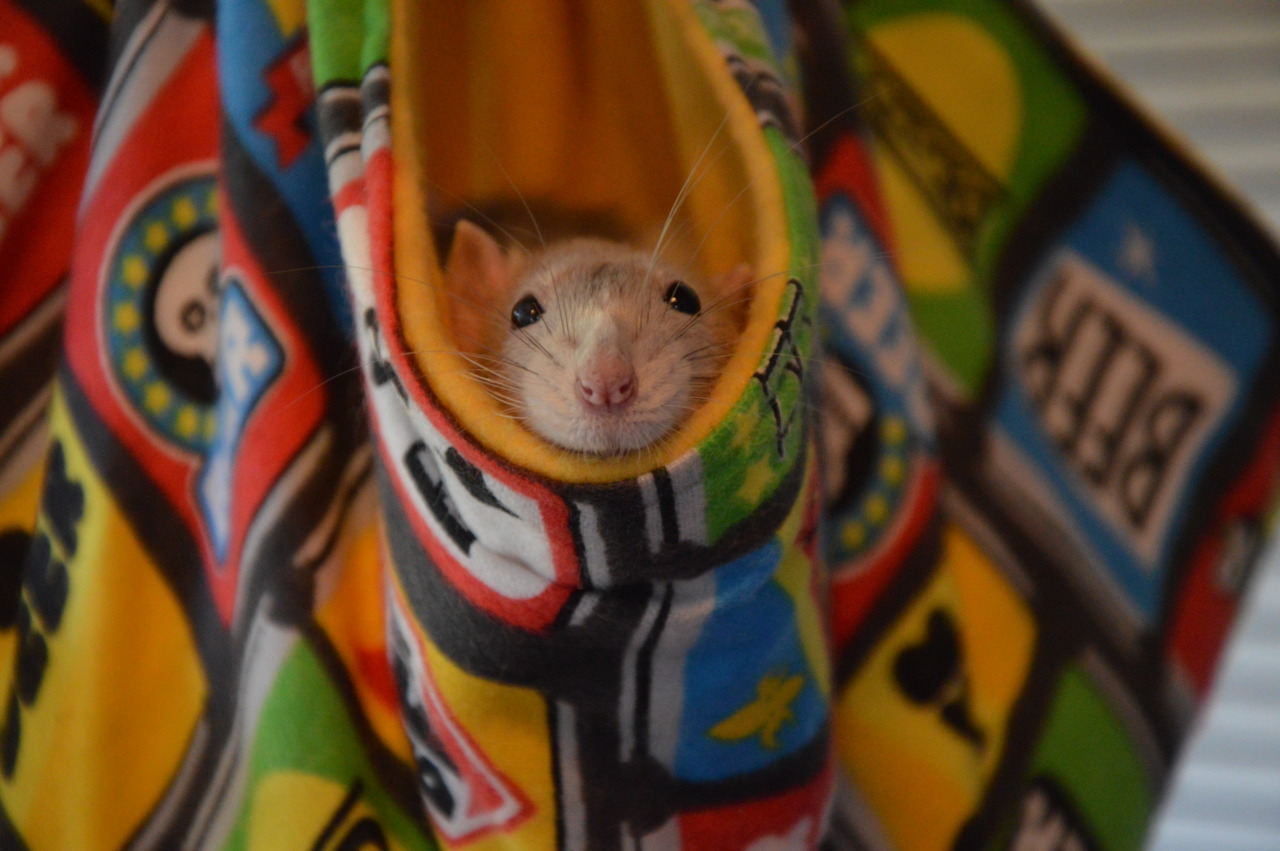 karasratworld:Juneau really likes the new beer hammock. Silly underage rat