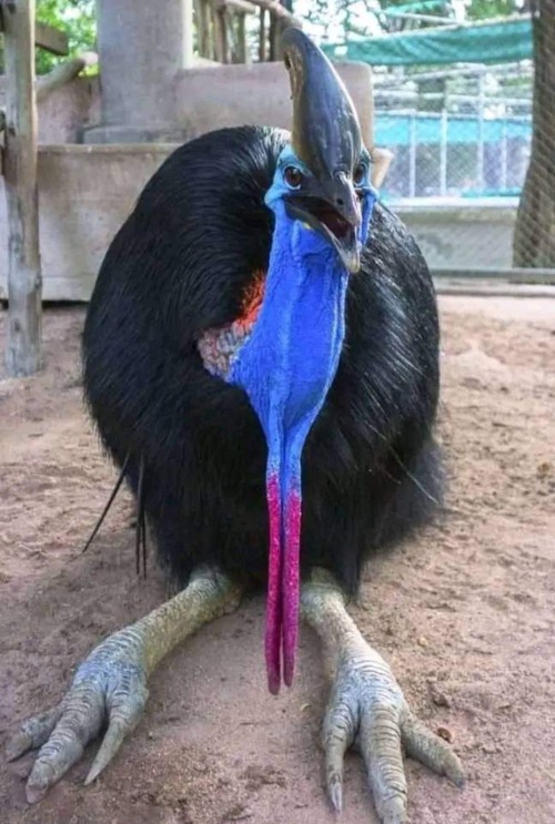 Cassowary Appreciation Post