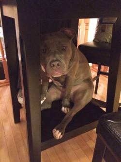 awwww-cute:  My pit bull thinks that if she sits cute enough underneath the dinner table then she might just get some food (Source: http://ift.tt/1Dc9L4P)