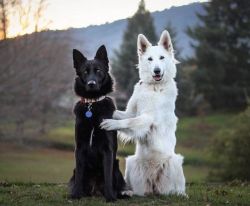 babyanimalgifs:  these dog wedding photos