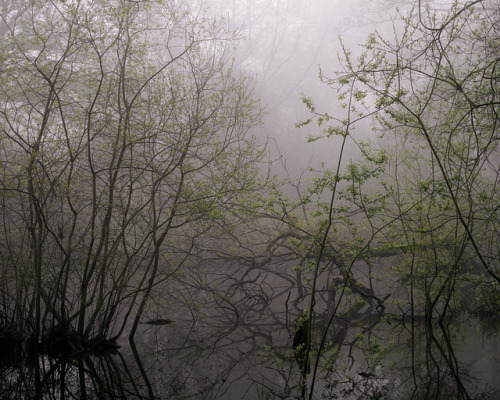 90377:Coate Woods #4 by Joe Wright on Flickr.