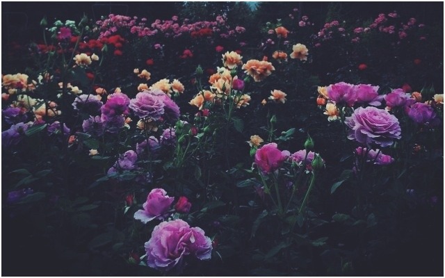 sickest-symptoms:  Portland rose garden