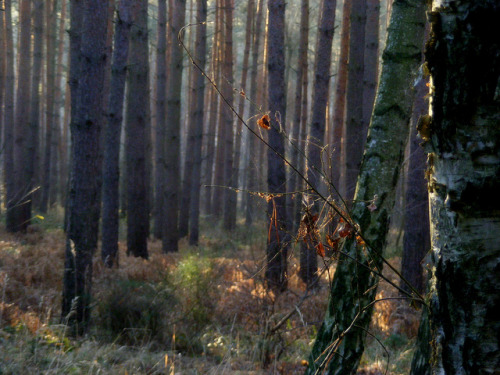 forest mood by halina-anna on Flickr.