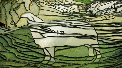 kelledia:  Yuanyang rice terraces, China.