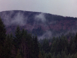 Ardenly:  Twin Peaks Pilot, 1990 