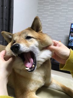 (⁄ ⁄•⁄ω⁄•⁄ ⁄)