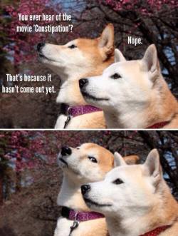 dailylaughsblog:  Shibes talking about movies.