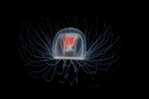 The immortal jellyfishImmortality in nature is not such a far-fetched thought after all. This is Tur