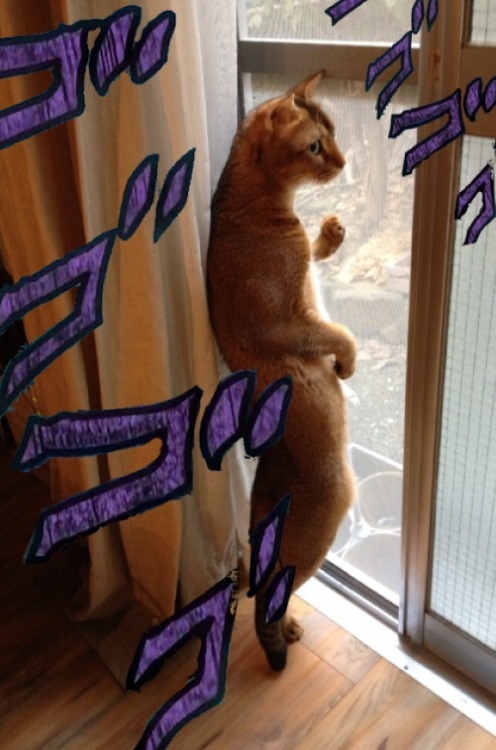 oseithewarrior:  That cat has to be Dio it’s doing the pose and everything
