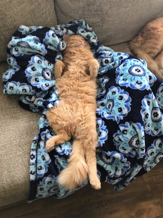 catsuggest:  Lemons says make sure to slep well and to relax! Don’t stress yourself human!!